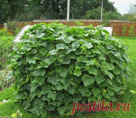 Интересные самоделки: Куб для огурцов