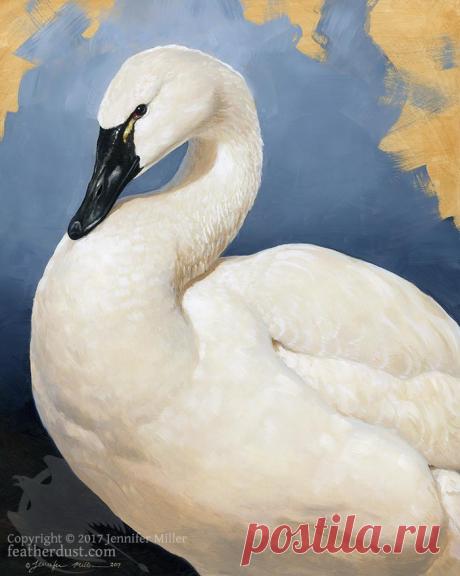 Tundra Swan Portrait by Nambroth on DeviantArt
