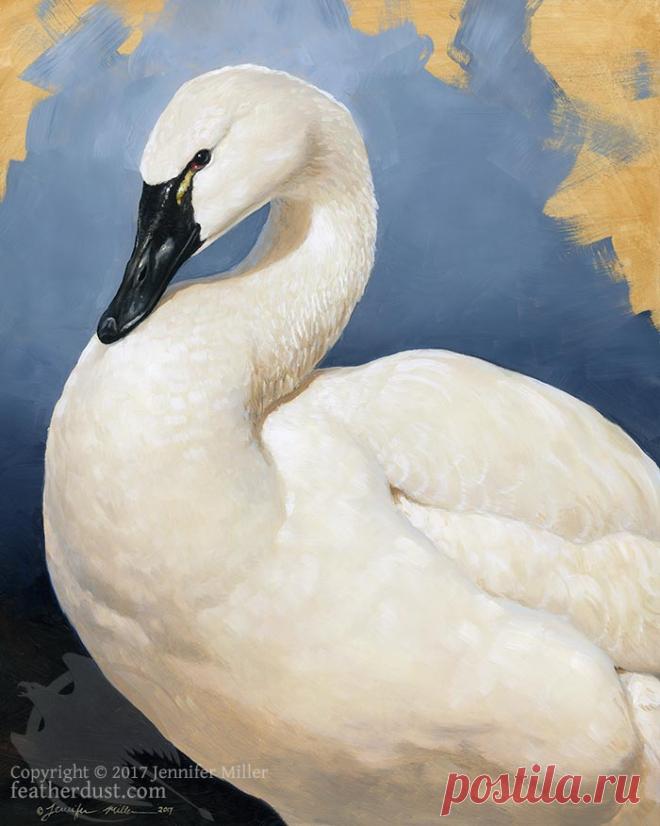 Tundra Swan Portrait by Nambroth on DeviantArt