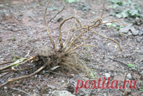 Кто виноват и что делать – 10 причин скудного цветения гортензии