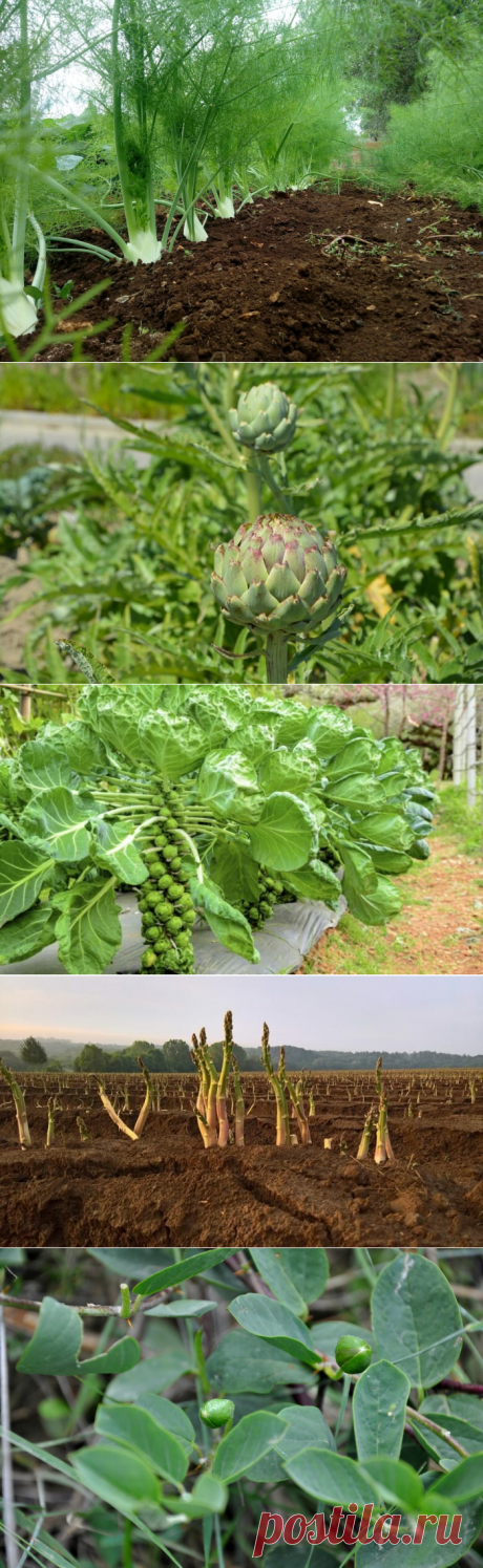 от капусты до шафрана и кофе: что выращивают в Италии – и как оно выглядит "в естественной среде" | PIANO PIANO / настоящая Италия | Яндекс Дзен