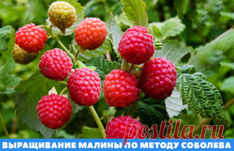 (49) Одноклассники