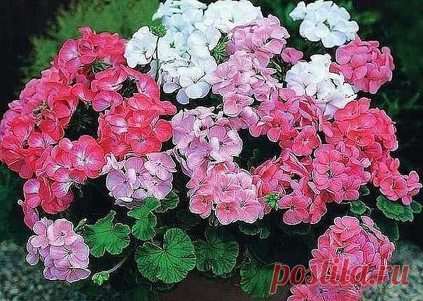 ЧТОБЫ ГЕРАНЬ ВСЕГДА РАДОВАЛА ЦВЕТЕНИЕМ, НУЖНА 1 КАПЛЯ ЙОДА
Очень хорошей подкормкой является йодовая вода: 1 каплю йода растворить в 1 литре воды и полить 50-ю мл этого состава по стенкам горшка. Не переборщите, чтобы корни не сжечь!
После такого полива герань непрерывно и шикарно цветет!
Если желтеют листья, причины могут быть в следующем:
- если у листьев сохнут только края — причиной является недостаток влаги;
Показать полностью…