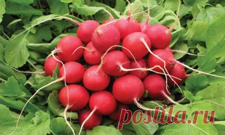 Характеристика и описание сорта редиса Сора, выращивание и уход