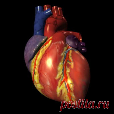 Коронарография сердца - Методы исследования болезней - Современная медицинская энциклопедия
