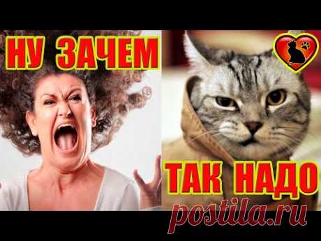 Вот почему кошки дерут обои и диван!  Как отучить кошку драть обои!