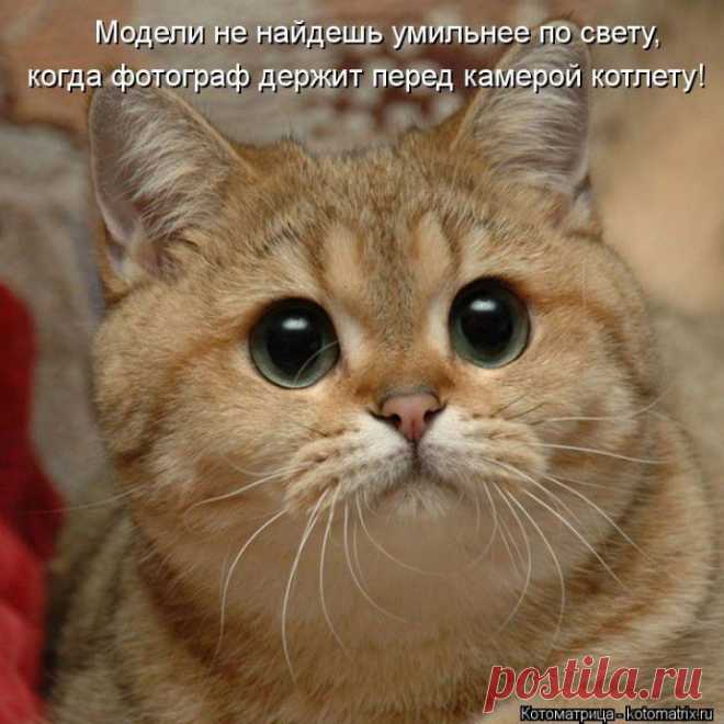 Новая подборка котоматриц для вашего настроения!!!Выпуск 9.