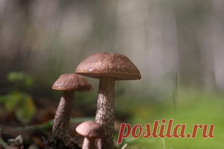 35PHOTO - Вадим Трунов - Семейка