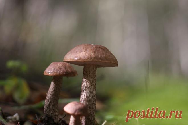 35PHOTO - Вадим Трунов - Семейка