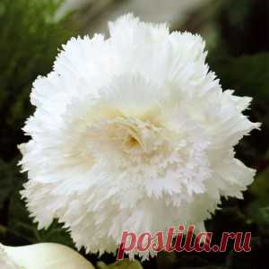 Бегония Фимбриата Уайт (Fimbriata White) - описание сорта, саженцы, фото и характерные особенности. Бегония энциклопедия