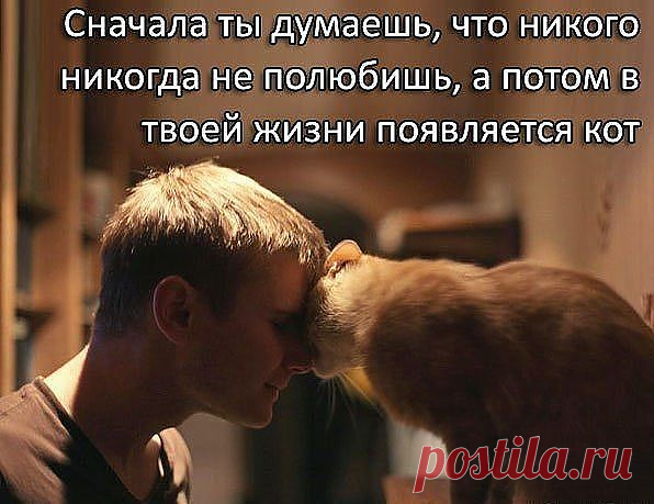 Кот...