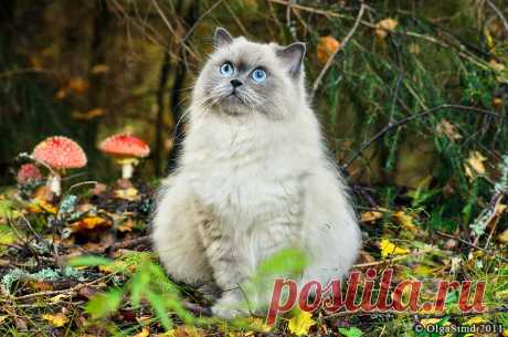 Фотографии кошек, которые достойны восхищения! | Дай лапку