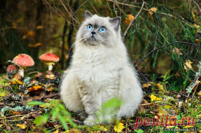 Фотографии кошек, которые достойны восхищения! | Дай лапку