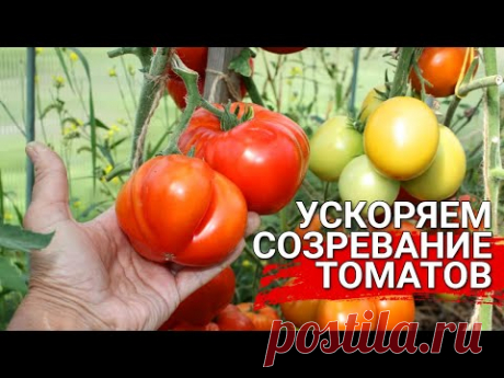 Томаты не зреют? Чем помочь?