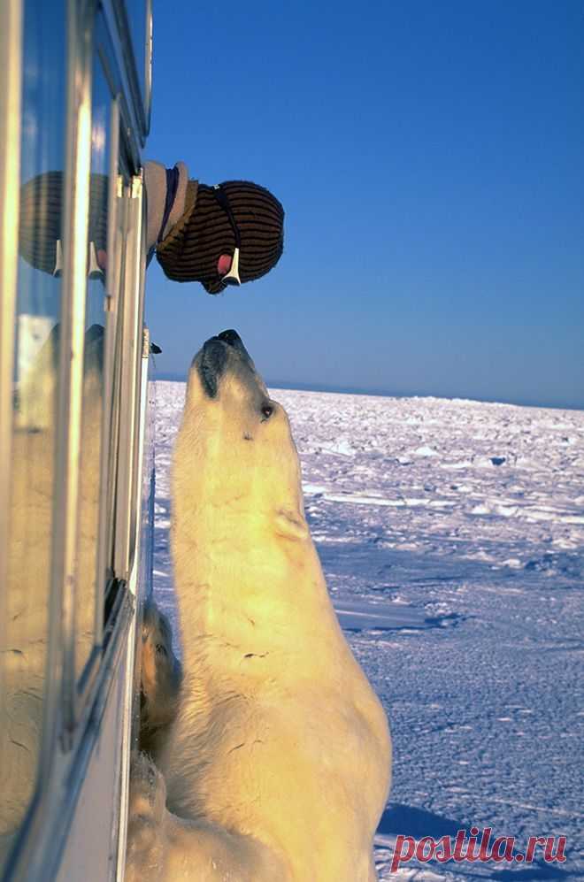 Guy tempting fate with a polar bear