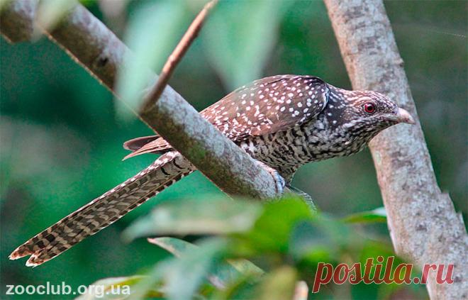 АЗИАТСКИЙ КОЭЛЬ: кукушка с пронзительным голосом, которую вы точно встретите в Юго-Восточной Азии