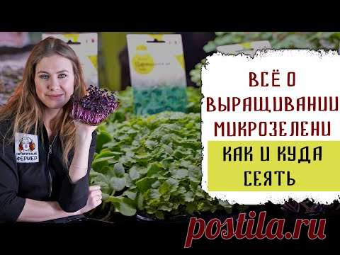 Я буду телеведущей | Всё о выращивании микрозелени | Какая бывает микрозелень | Как и куда сеять