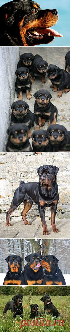 Rotts, Pitts & Mastiffs