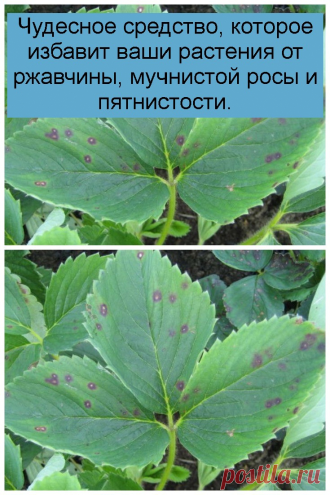 Чудесное средство, которое избавит ваши растения от ржавчины, мучнистой росы и пятнистости.