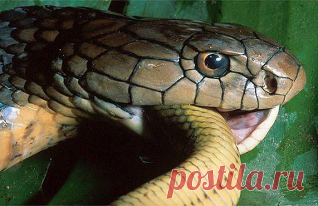 King cobra (Ophiophagus hannah) feeding in north Vietnam.