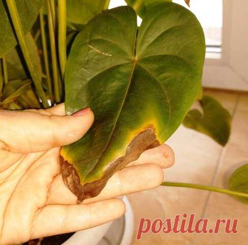 Почему чернеют (сохнут) кончики (края) листьев комнатных растений. | Klumba-plus.ru | Яндекс Дзен