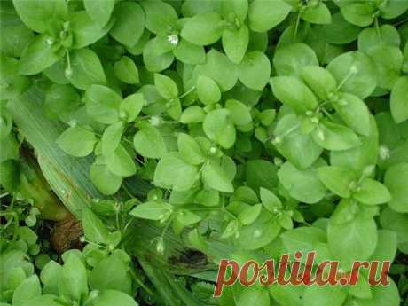 Полезные растения. Мокрица.