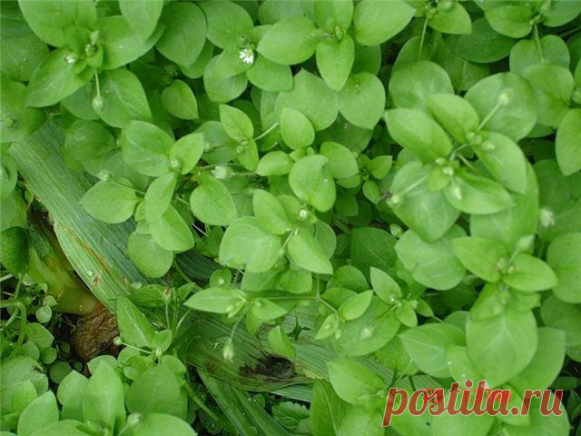 Полезные растения. Мокрица.