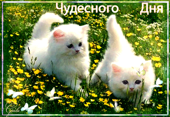 Анимированная открытка 