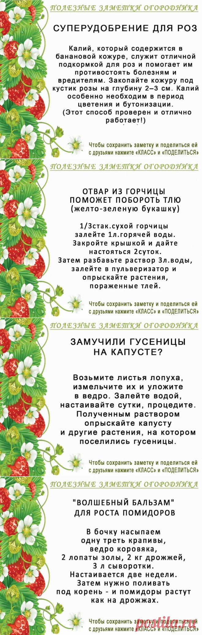 (11) Одноклассники