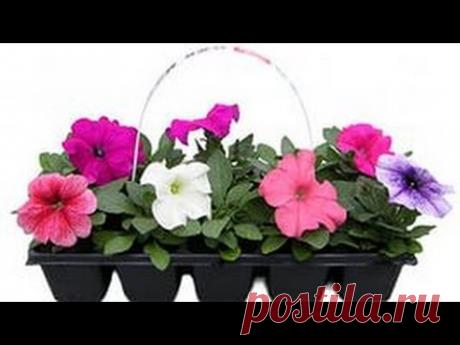 Самый необычный способ посадки мелких семян на рассаду.