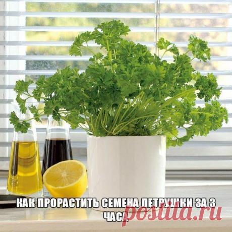 Как прорастить семена петрушки за 3 часа●