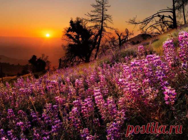 Живая природа