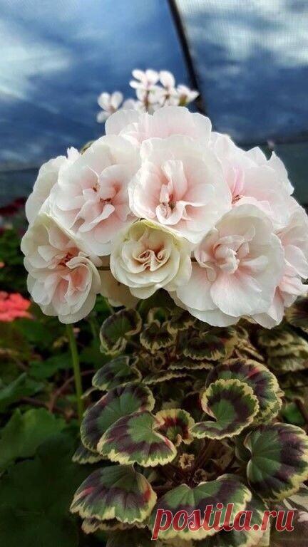 Полезно знать . Советы , Лайфаки . — Разное | OK.RU