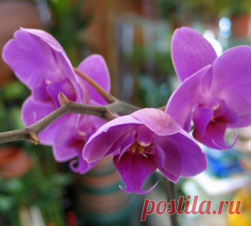 Орхидея фаленопсис