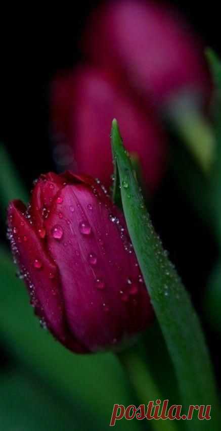 (20) Pinterest