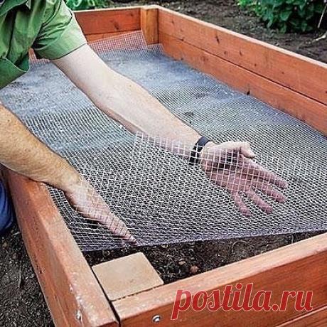 Короб - парник своими руками. С защитой от кротов.