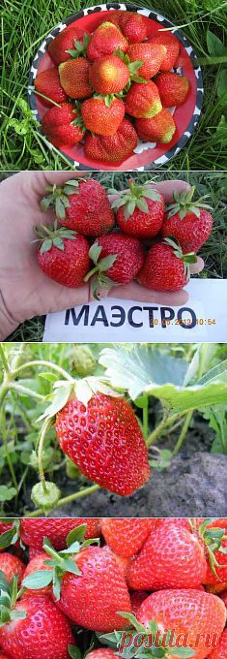 КОРОЛЕВСКАЯ ЯГОДА.