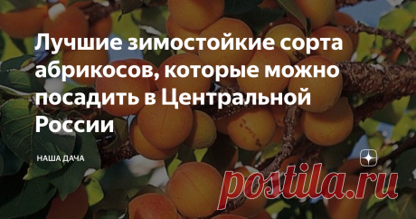 Лучшие зимостойкие сорта абрикосов, которые можно посадить в Центральной России Пять лет назад я, наконец, побывала на нашем, российском, юге и узнала, как растут абрикосы, что называется, «вживую». В том году весна была бурной, а лето – торопливым, и уже к середине июня мы лакомились первыми абрикосами. Теми, что прямо с дерева – и в рот, это ни с чем не сравнимый вкус. Покупных таких – не купить, у привозных фруктов другие свойства. Эти же, что росли у тети Гали на участ...