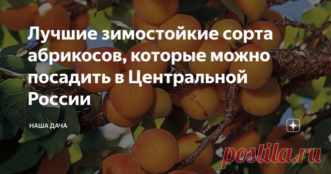 Лучшие зимостойкие сорта абрикосов, которые можно посадить в Центральной России Пять лет назад я, наконец, побывала на нашем, российском, юге и узнала, как растут абрикосы, что называется, «вживую». В том году весна была бурной, а лето – торопливым, и уже к середине июня мы лакомились первыми абрикосами. Теми, что прямо с дерева – и в рот, это ни с чем не сравнимый вкус. Покупных таких – не купить, у привозных фруктов другие свойства. Эти же, что росли у тети Гали на участ...