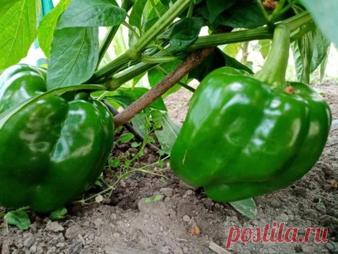 Что делать с пасынками у перцев и баклажанов сейчас: нужно ли обрывать в конце лета. Это улучшит проветривание и направит соки к плодам.