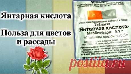 ЯНТАРНАЯ КИСЛОТА. ПОЛЬЗА ДЛЯ ЦВЕТОВ И РАССАДЫ
