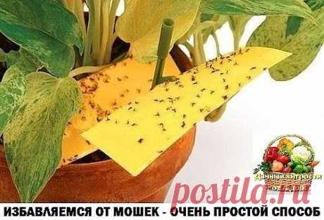 Избавляемся от мошек на комнатных цветах