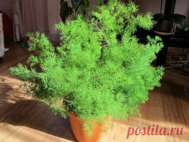 Аспарагус: уход в домашних условиях, выращивание из семян, посадка, виды, размножение, целебные свойства, фото