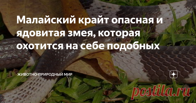 Малайский крайт опасная и ядовитая змея, которая охотится на себе подобных Здравствуйте. Сегодня вновь пополним наш список рассказов о змеях. И вновь героем станет змея, которая своим укусом в силах лишить жизни нескольких человек, плюс ко всему эта рептилия поедает себе подобных.
Малайский или голубой крайт
Фото взято из открытого источника
Малайский крайт не такая уж и редкая змея, и встречается в Индонезии, а также по всему юго-востоку Азии. Этот вид крайтов самый опа