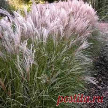 Декоративные злаки для сада Декоративные злаки применяются в садоводстве для создания фона на клумбах, покрытия пустырей красивыми травами и в качестве солитеров, в статье описаны разные виды декоративных злаков с фото и даны короткие характеристики.