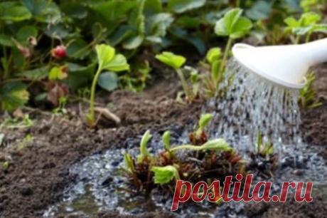 Удобрения для клубники весной для увеличения урожая