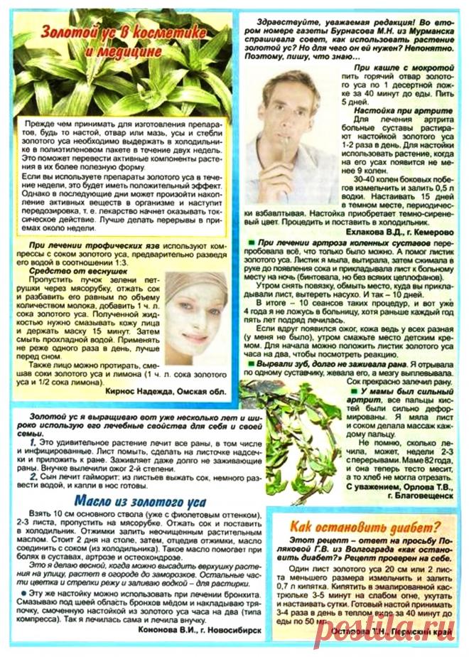 Золотой ус в косметике и медицине