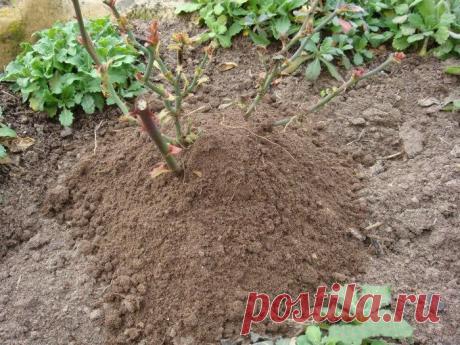 6 самых частых заблуждений об укрытии и подготовке роз к зиме