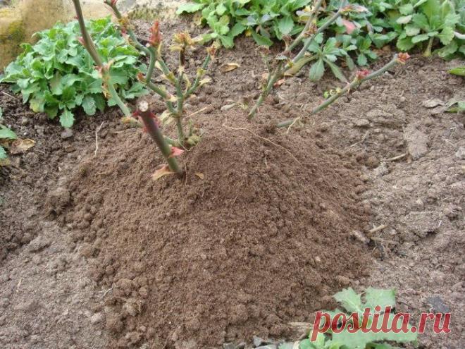 6 самых частых заблуждений об укрытии и подготовке роз к зиме