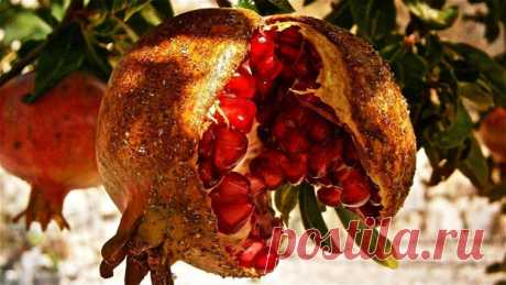 #Полезные_продукты красного цвета являются активными борцами со свободными радикалами и стоят на страже нашего здоровья